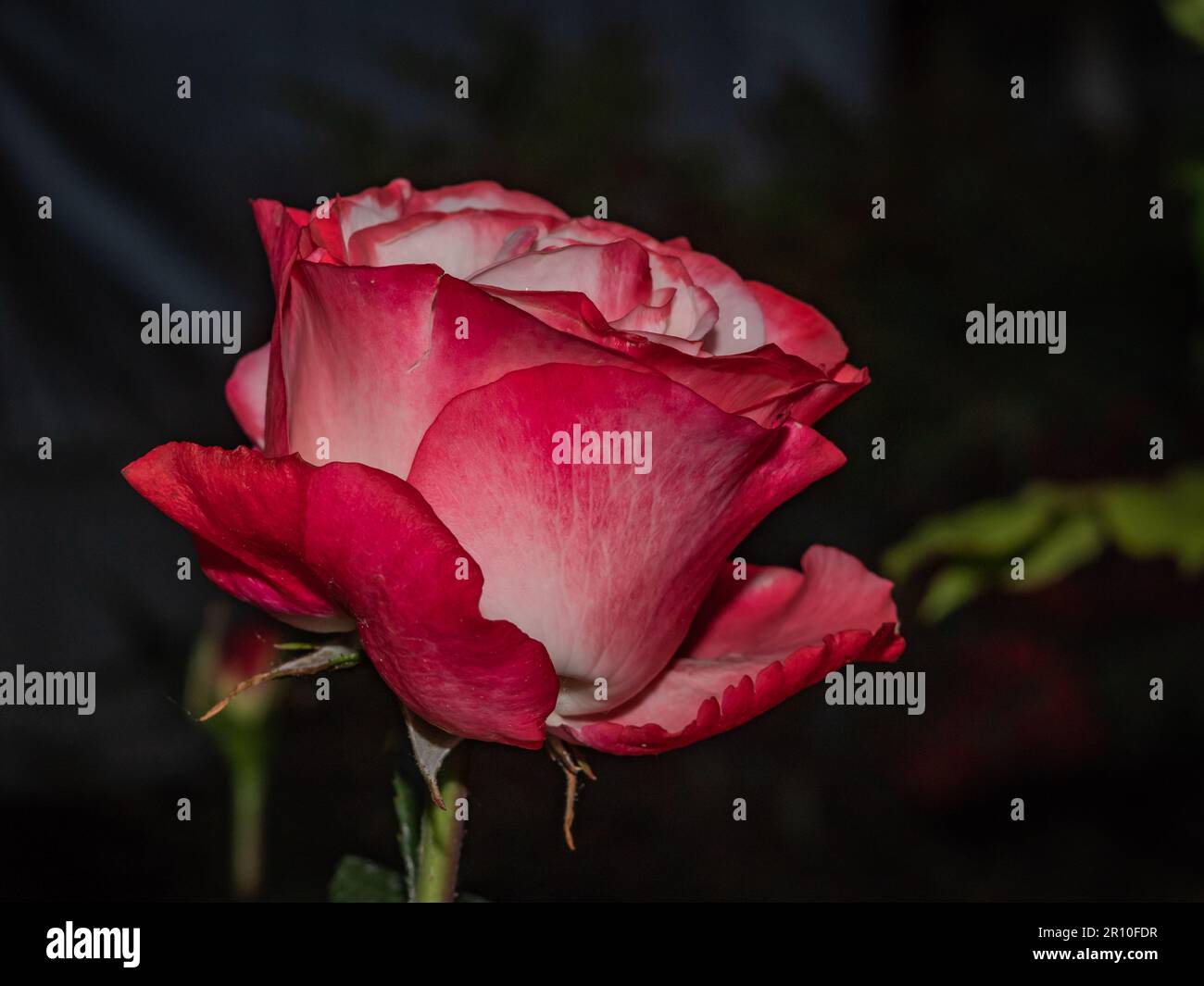 Belle fleur de rose isolée sur fond sombre Banque D'Images