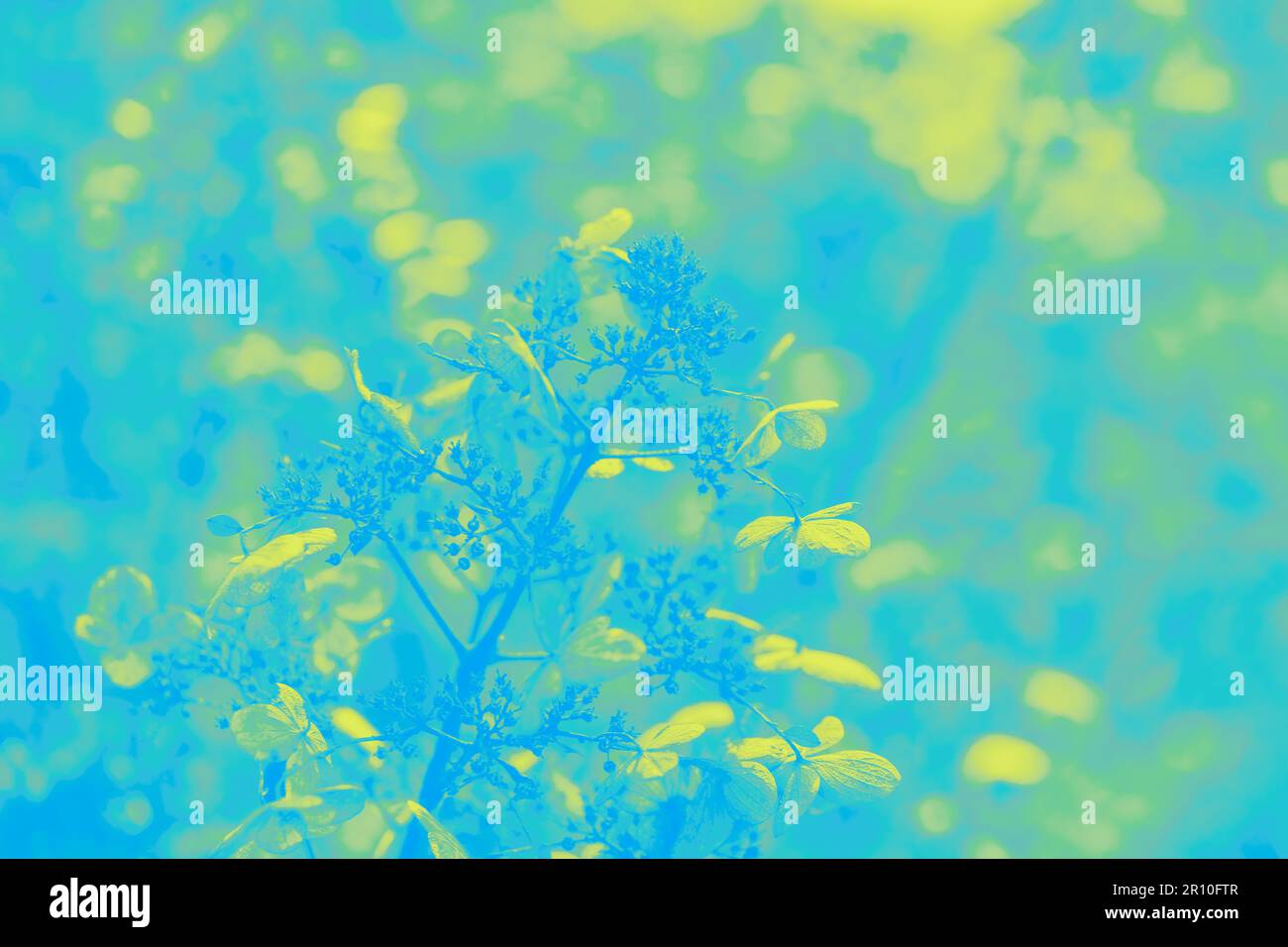 Fond jaune vif et turquoise avec motif de fleurs d'hortensia brillant Banque D'Images