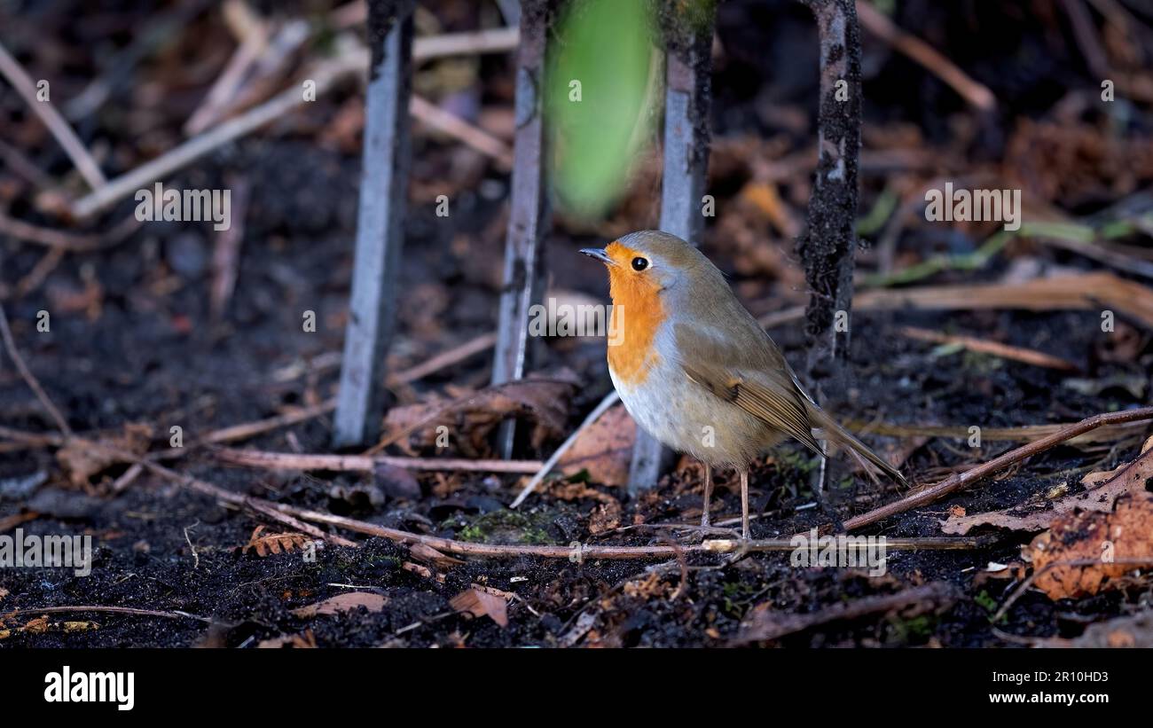 Robin Redbreast en quête de nourriture dans un sol tourné à côté d'une fourche de jardin Banque D'Images
