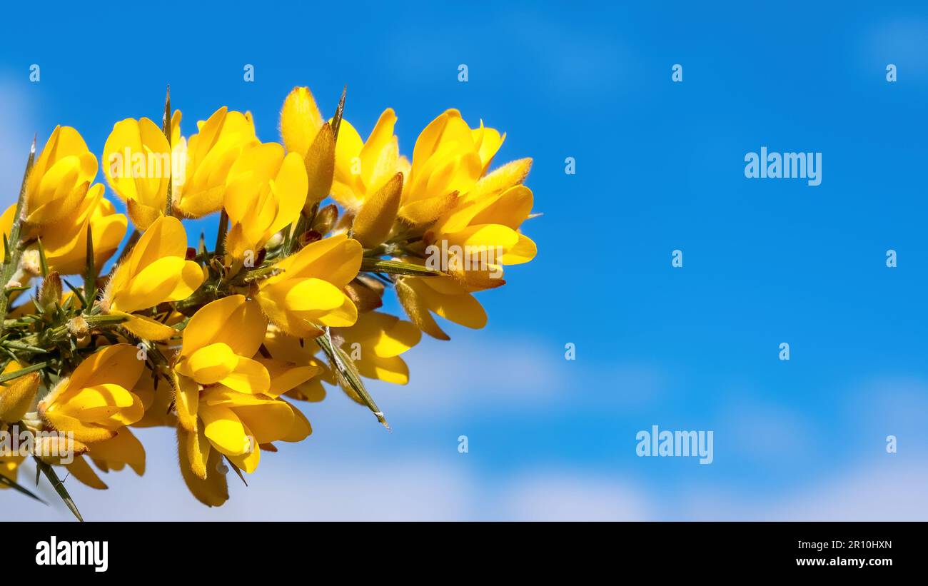 La gorse jaune fleurit sous un soleil de printemps doux contre un ciel bleu Banque D'Images