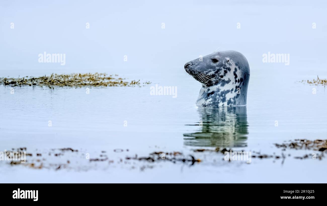 Phoque gris jouant dans un océan paisible avec des reflets dans l'eau calme Banque D'Images