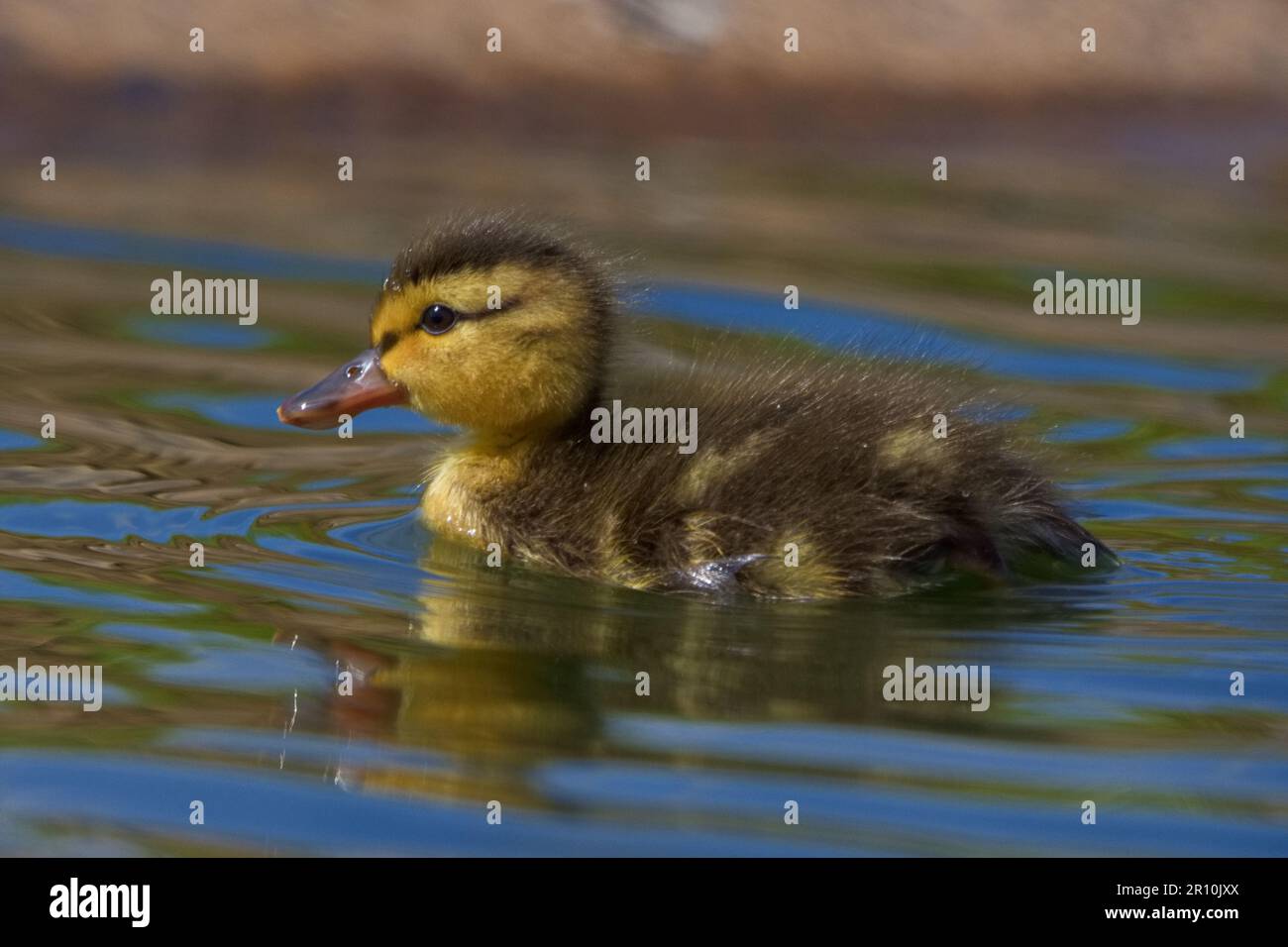 Mignon Mallard brun et jaune apprentissage de la nage sur un étang local. Banque D'Images