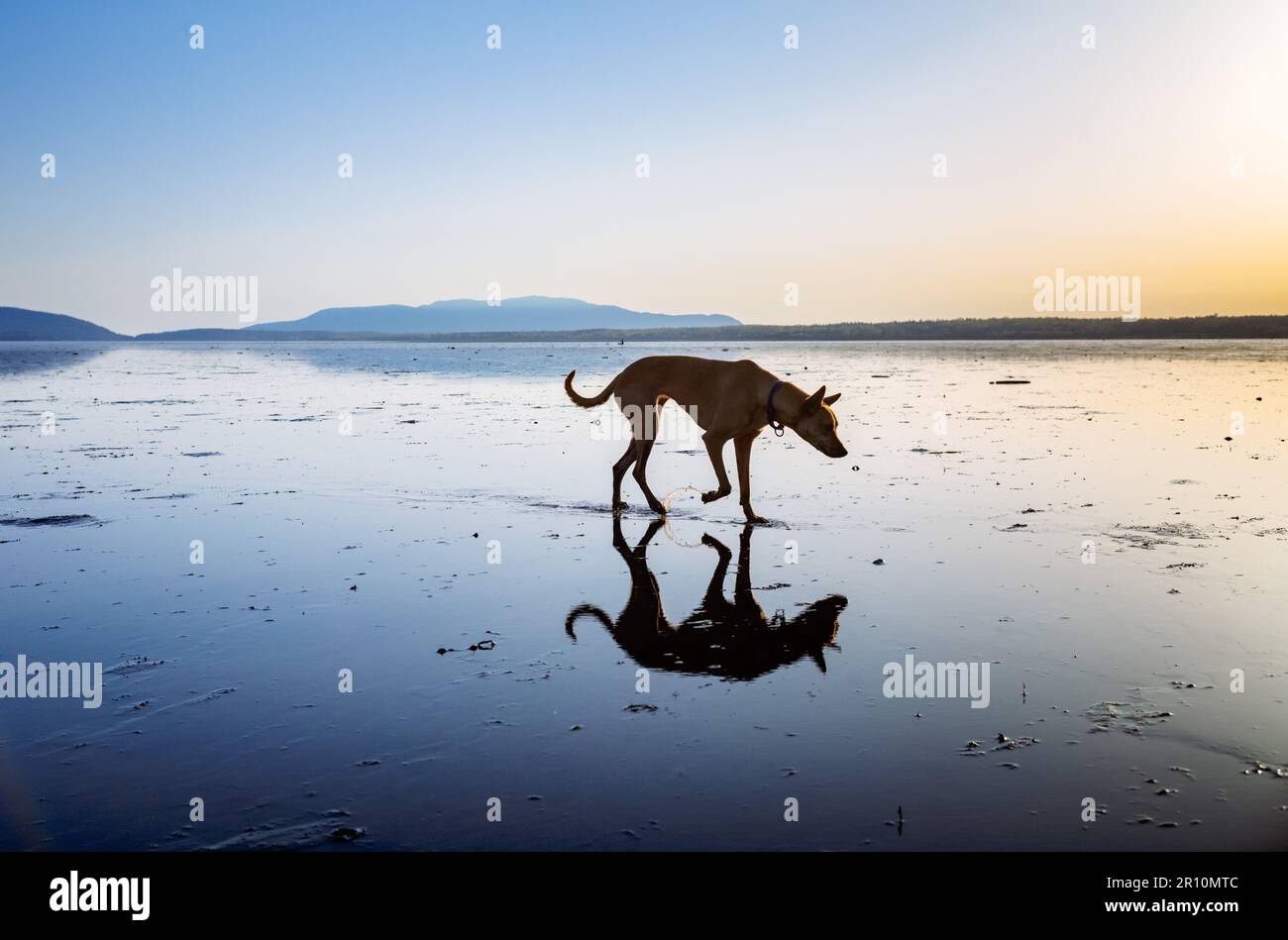 Un chien de race pharaon marche sur l'eau réfléchissante au coucher du soleil avec des montagnes bleues en arrière-plan. Banque D'Images