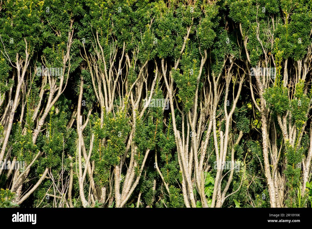 Yew, Hedge, Old, European Yew, Evergreen, Garden, English Yew, Taxus baccata haie de nouvelles pousses émergeant sur le vieux bois après une coupe profonde Banque D'Images