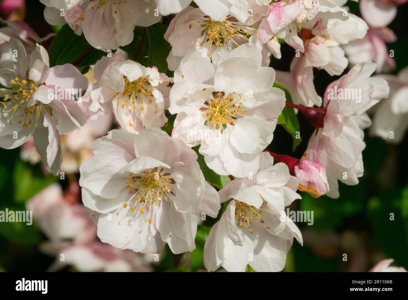 Floraison, pomme de crabe 'Van Eseltine', pomme de crabe, fleur de Malus 'Van Eseltine' Banque D'Images