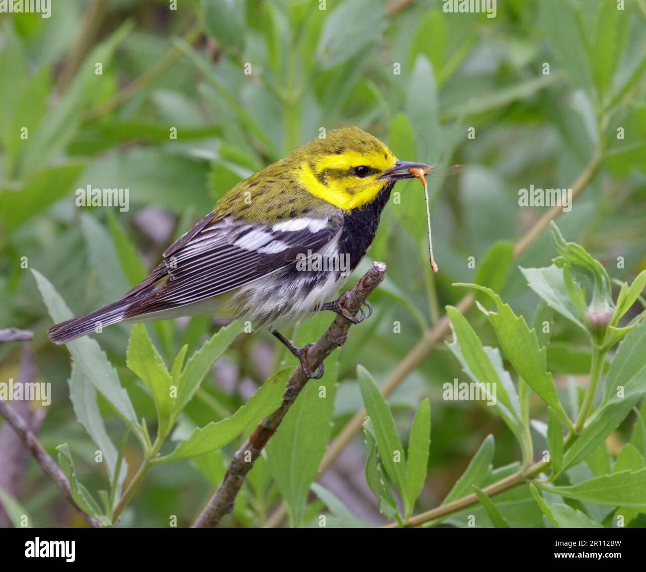 Paruline verte à gorge noire (Setophaga virens) mâle mangeant une migration printanière à l'aide d'un ddamselfly Duirng, Galveston, Texas, États-Unis. Banque D'Images