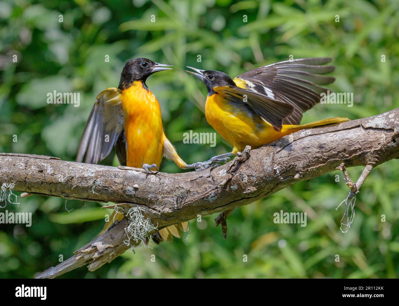 Baltimore oriole (Icterus galbula) mâles luttant pendant la migration printanière, Galveston, Texas, États-Unis. Banque D'Images