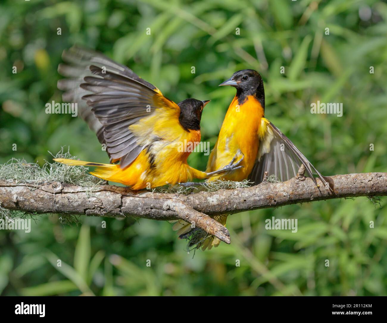 Baltimore oriole (Icterus galbula) mâles luttant pendant la migration printanière, Galveston, Texas, États-Unis. Banque D'Images