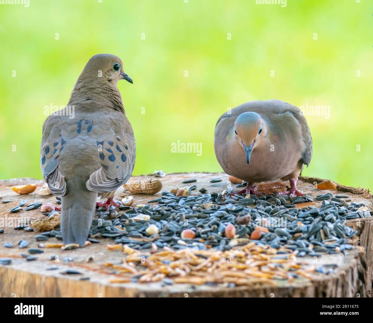 Une paire de mangeant de nourriture pour oiseaux de Mourning Doves. Banque D'Images