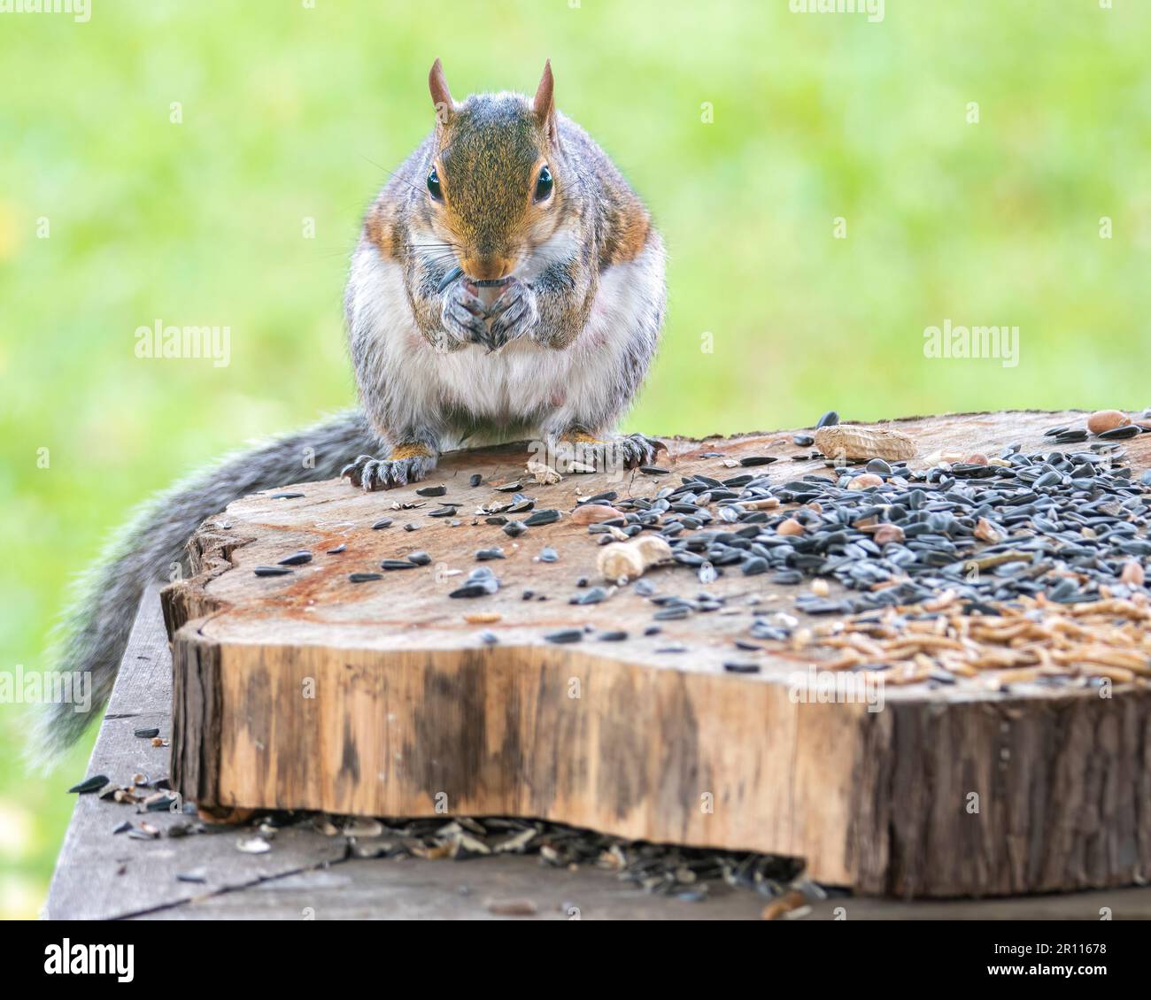 Écureuil gris manger de la nourriture d'oiseau sur un tronc d'arbre. Banque D'Images