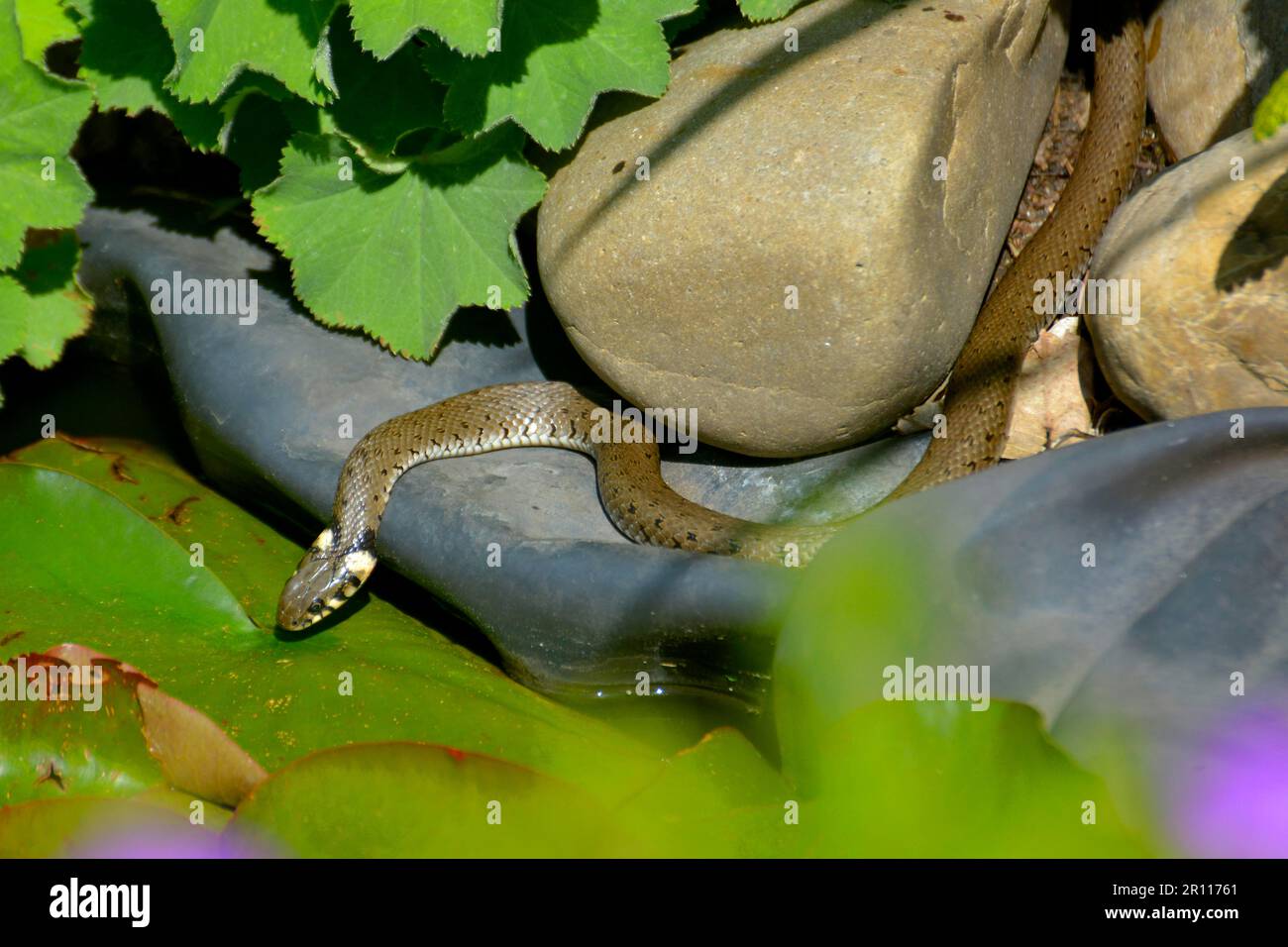 Serpent : serpent à herbe (Natrix natrix) au bassin du jardin Banque D'Images