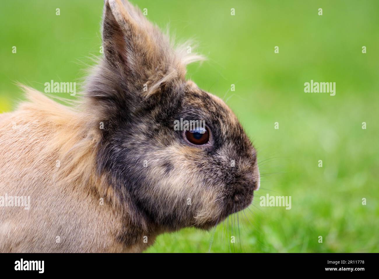 Gros plan, lapin domestique (Oryctolagus cuniculus forma domestica), tête, fourrure, extérieur, portrait d'un lapin domestique brun dans le jardin Banque D'Images