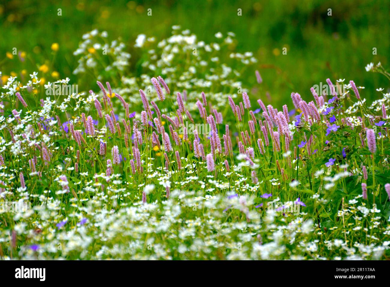 Forêt noire, Bade-Wurtemberg, Forêt Noire supérieure, fleurs de prairie en fleur, bec de canneberges de prairie (Geranium pratense), gitsophila blanc, prairie Banque D'Images