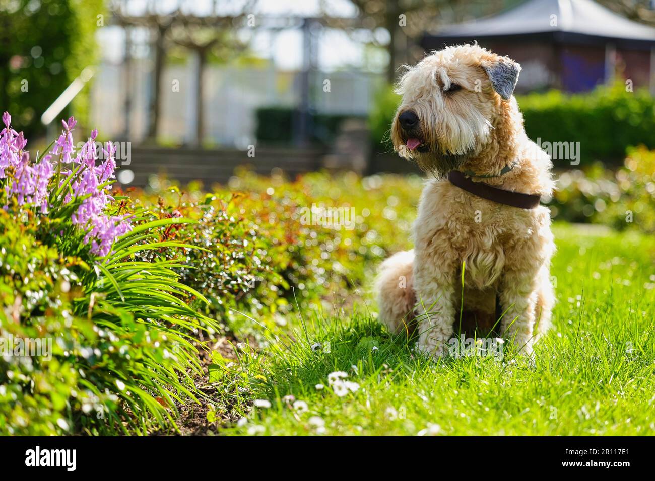 Chien, Terrier irlandais à blé doux enduit, prairie à fleurs Banque D'Images