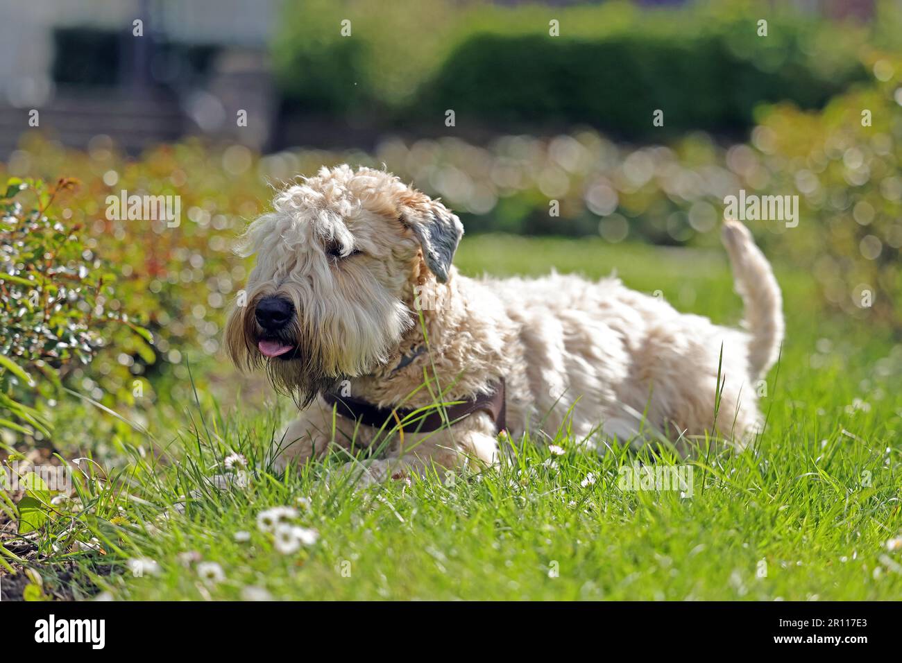 Chien, Terrier irlandais à blé doux enduit, prairie à fleurs Banque D'Images