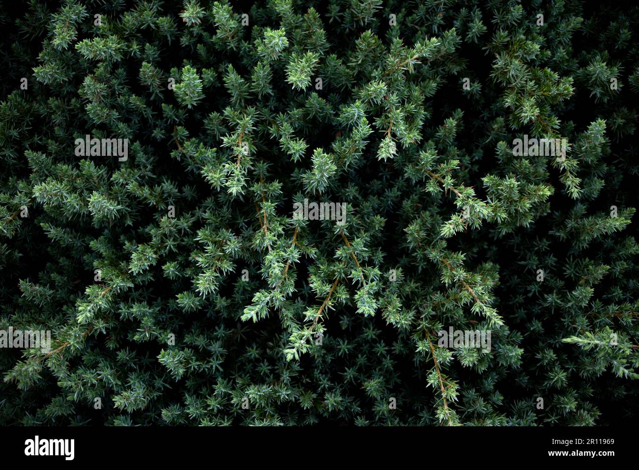 vue rapprochée sur les haies à feuilles persistantes, les arbustes Banque D'Images