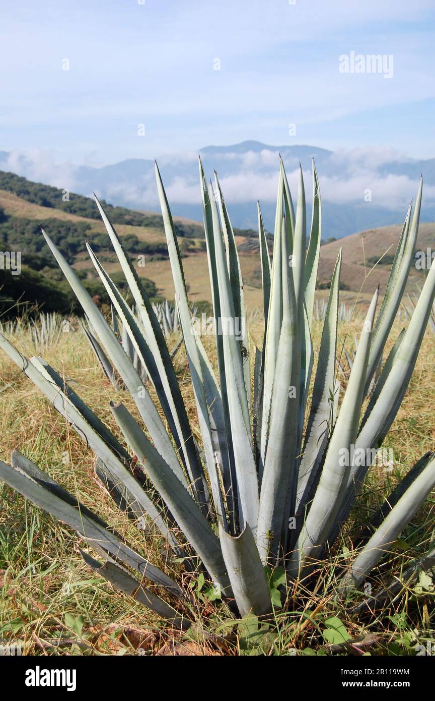 Les champs d'Agave de l'État de Jalisco, au Mexique, sont cultivés pour la fabrication de Tequila Banque D'Images