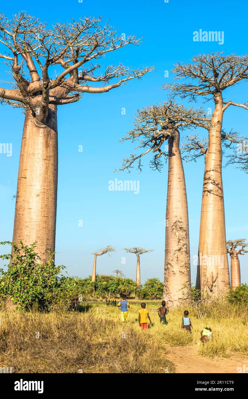Avenue Baobab, Morondava, province de Toliara, Madagascar (Adansonia grandieri) Banque D'Images