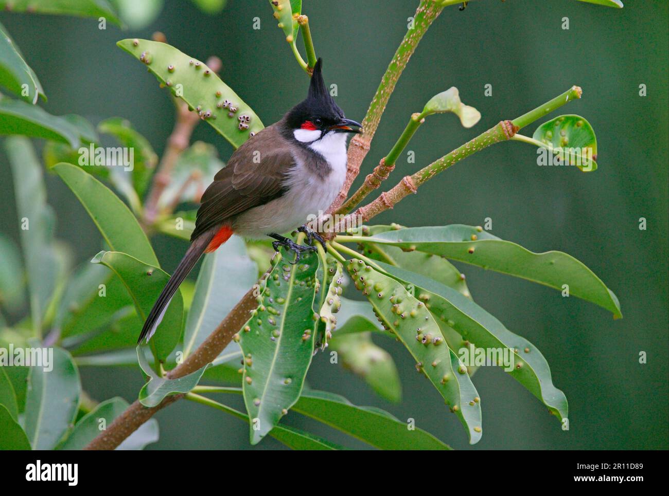 Bulbul à barbe rouge (Pycnonotus jocosus pattani), adulte, chant, assis sur un arbre, dans le nord de la Thaïlande Banque D'Images