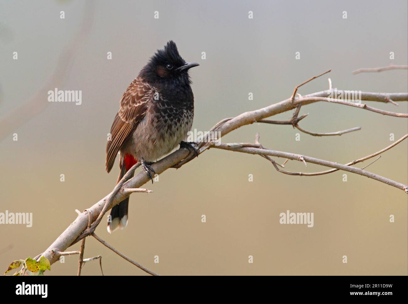 Bulbul à ventilation rouge (cafetière Pycnonotus) adulte, assis sur une branche, Koshi Tappu, Népal Banque D'Images