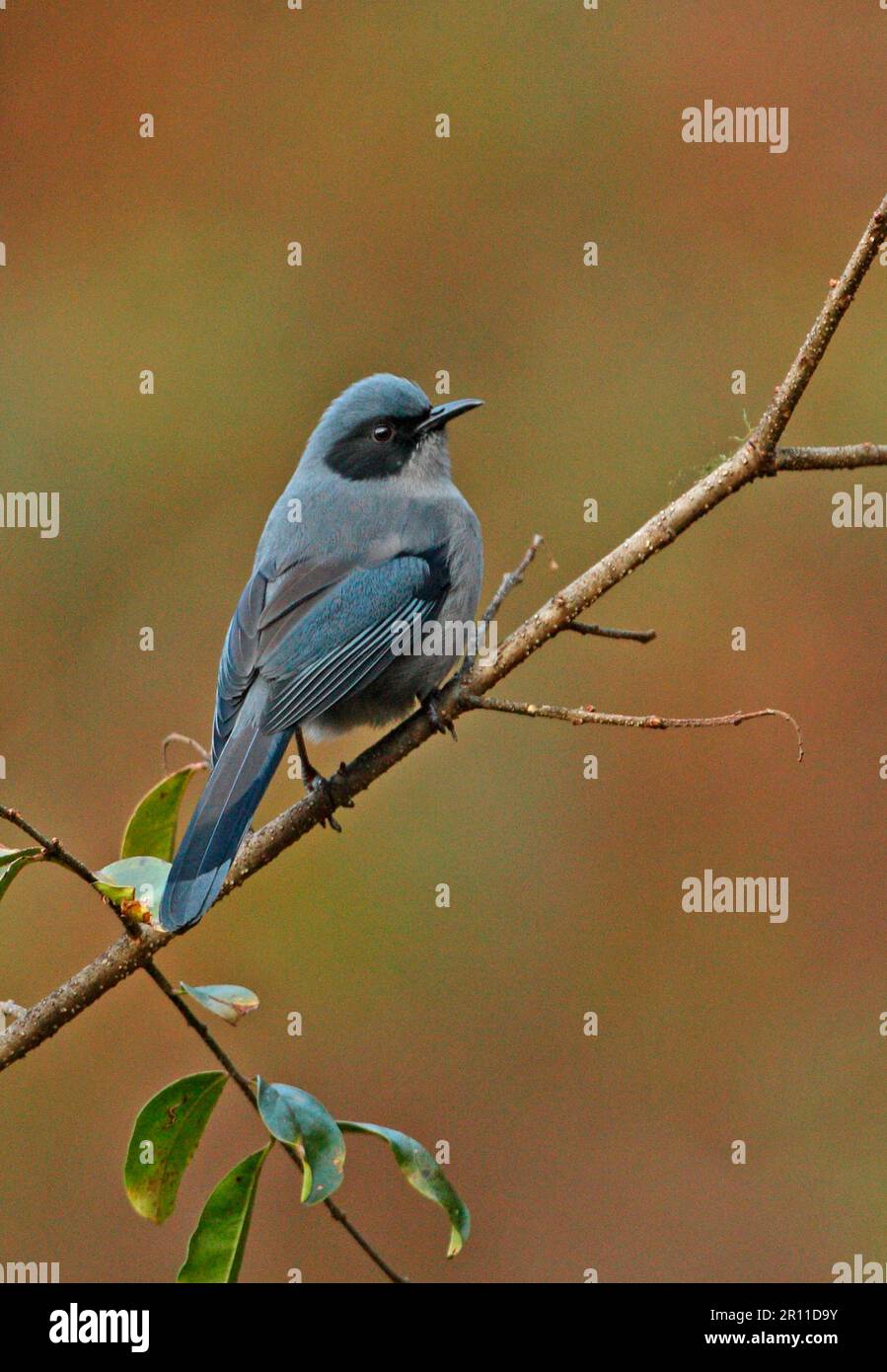 Heterophasia pulchella nigroauritus (Heterophasia pulchella nigroauritus), adulte, assis sur une branche, refuge de la faune d'Eaglenest, Arunachal Pradesh Banque D'Images