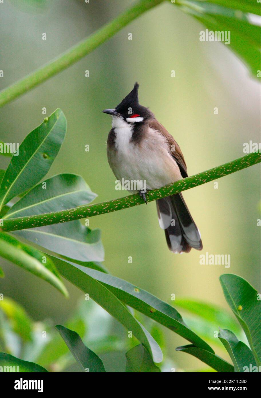 Bulbul à barbe rouge (Pycnonotus jocosus pattani) adulte, assis dans un arbre, dans le nord de la Thaïlande Banque D'Images
