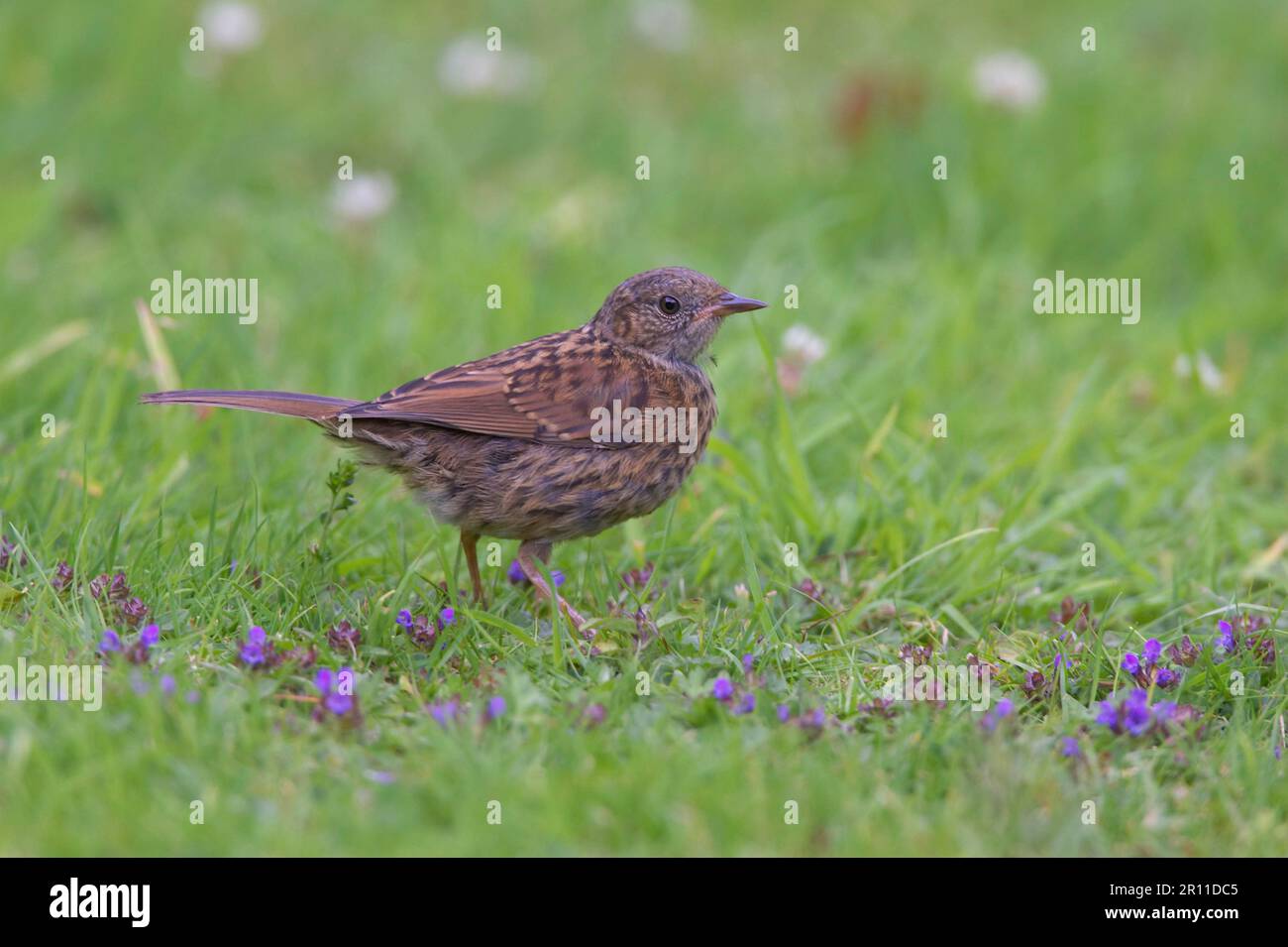 Dunnock, Dunnock, dunnocks (Prunella modularis), oiseaux chanteurs, animaux, Oiseaux, Dunnock juvénile sur la pelouse du jardin, Bidford on Avon, Warwickshire, Angleterre Banque D'Images