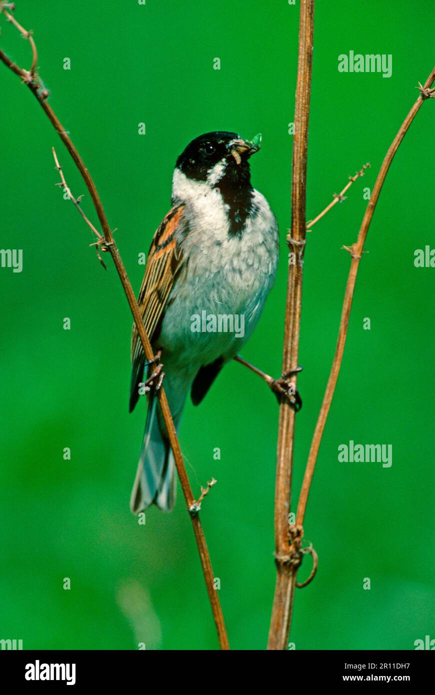 Bunkting de roseau (Emberiza schoeniclus) Homme avec de la nourriture dans le bec Banque D'Images