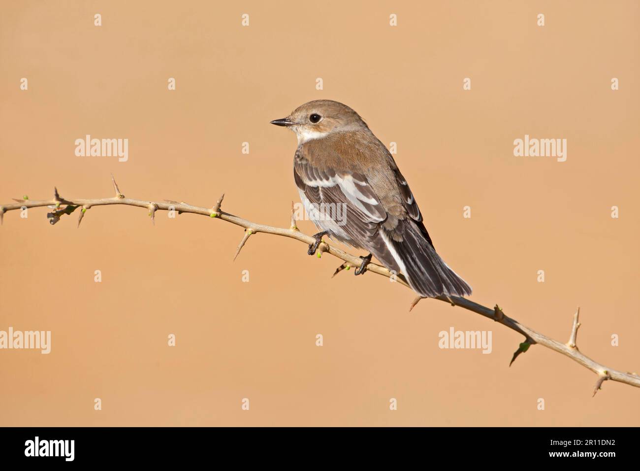 Pied Flycatcher (Ficedula hypoleuca) adulte, émigrant d'automne, perché sur un brindille, dans le nord de l'Espagne Banque D'Images