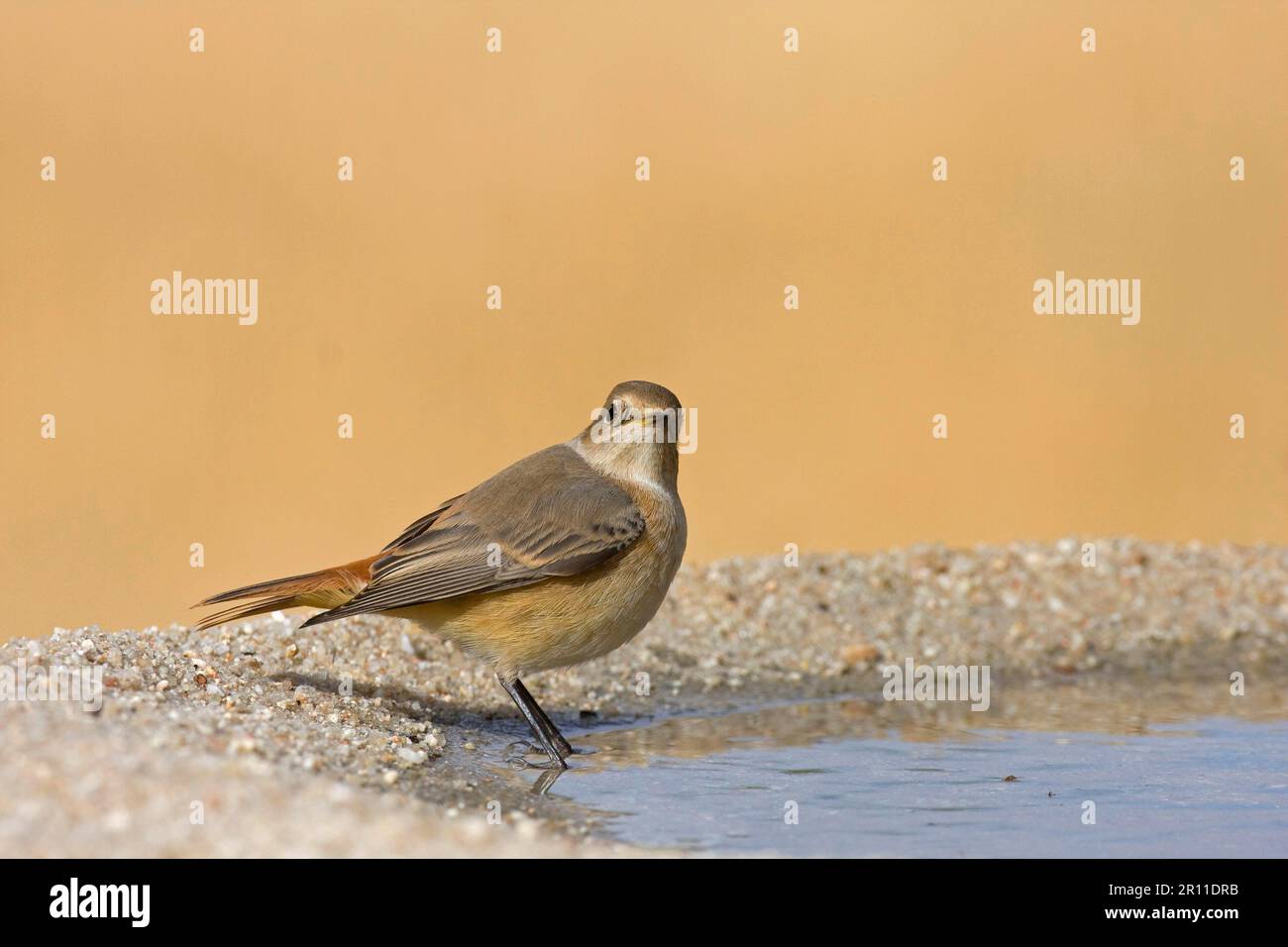 Redstart, Redstart commun (Phoenicurus phoenicurus), oiseaux chanteurs, animaux, oiseaux, Redstart commun juvénile, en bord de piscine, Espagne Banque D'Images