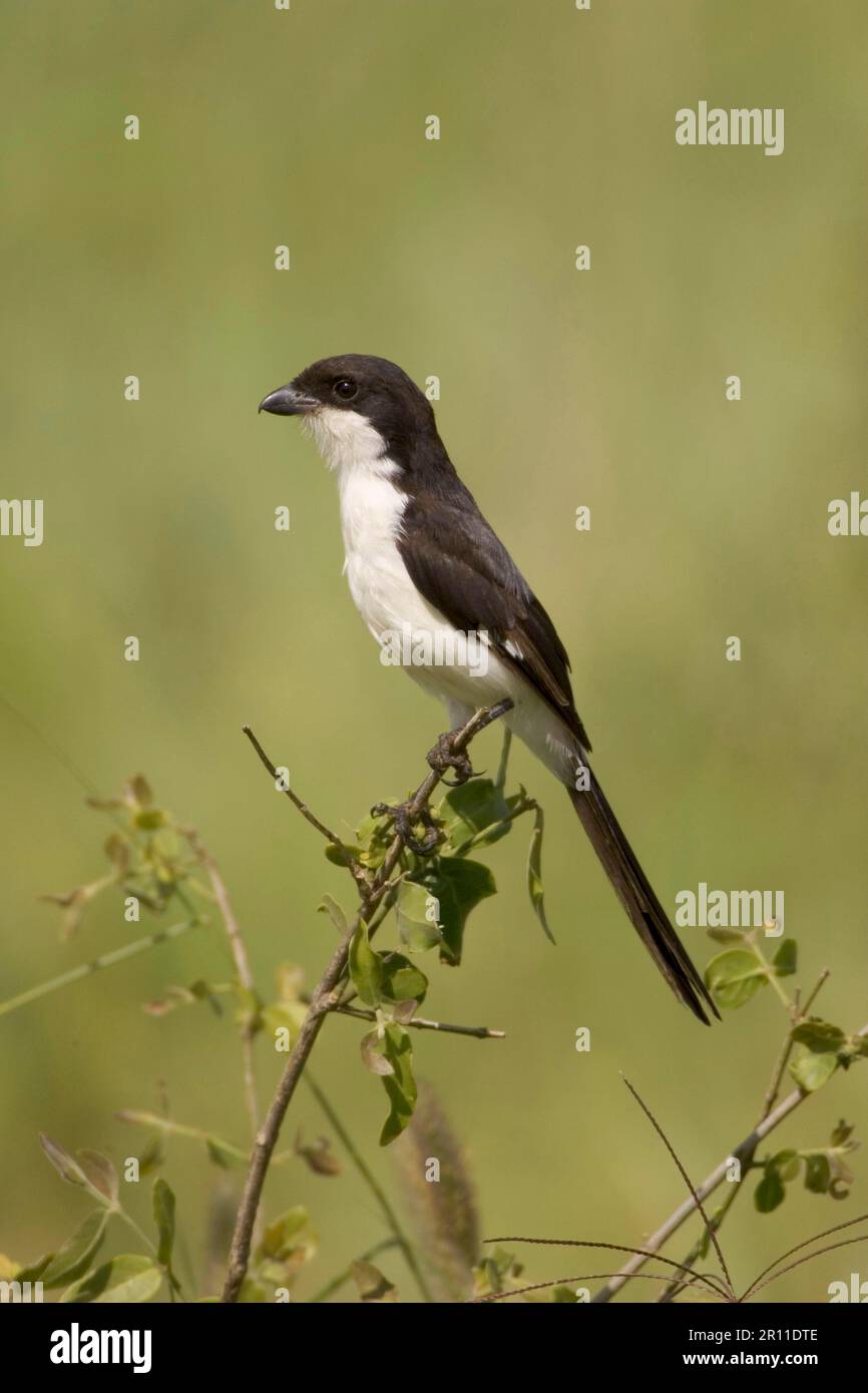 Merlu à longue queue, merlu Cabanis, oiseaux chanteurs, animaux, oiseaux, Fiscale à queue longue, Shrike (Lanius cabanis) perchée sur le museau, Tanzanie Banque D'Images