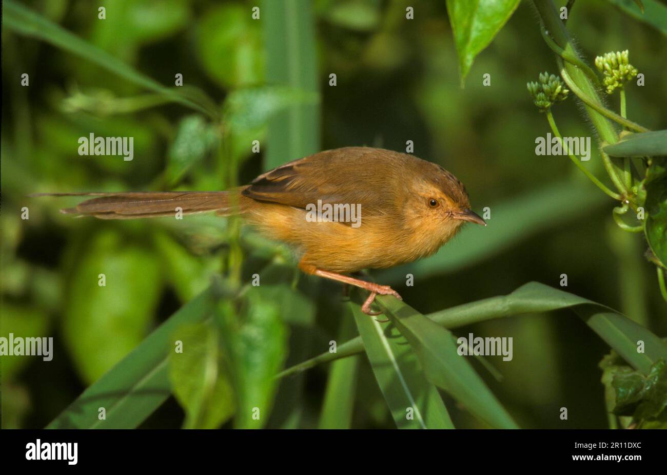 Prinia à la crème, Prinia à la crème, oiseaux chanteurs, animaux, oiseaux, Plaine Prinia (Prinia inornata) perchée sur la verdure de Hong Kong Banque D'Images