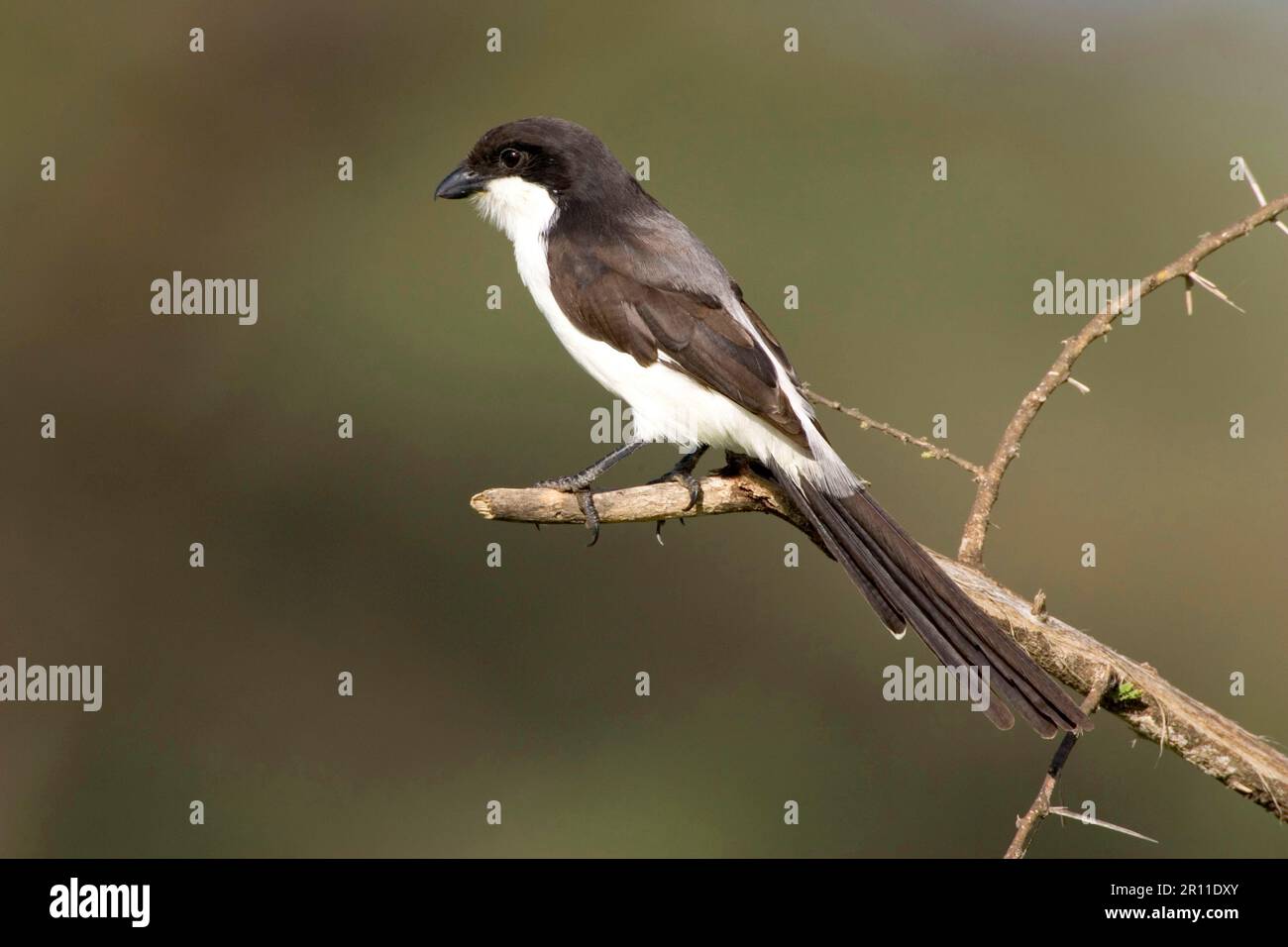 Merlu à longue queue, merlu Cabanis, oiseaux chanteurs, animaux, oiseaux, Fiscale à longue queue, Shrike (Lanius cabanis) perchée sur la Tanzanie Banque D'Images