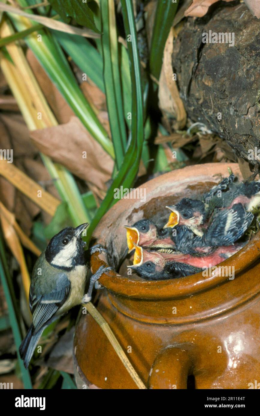 Grand tit (Parus Major) niche dans un vieux pot, juvénile fastidieux, adulte sur le bord de Banque D'Images