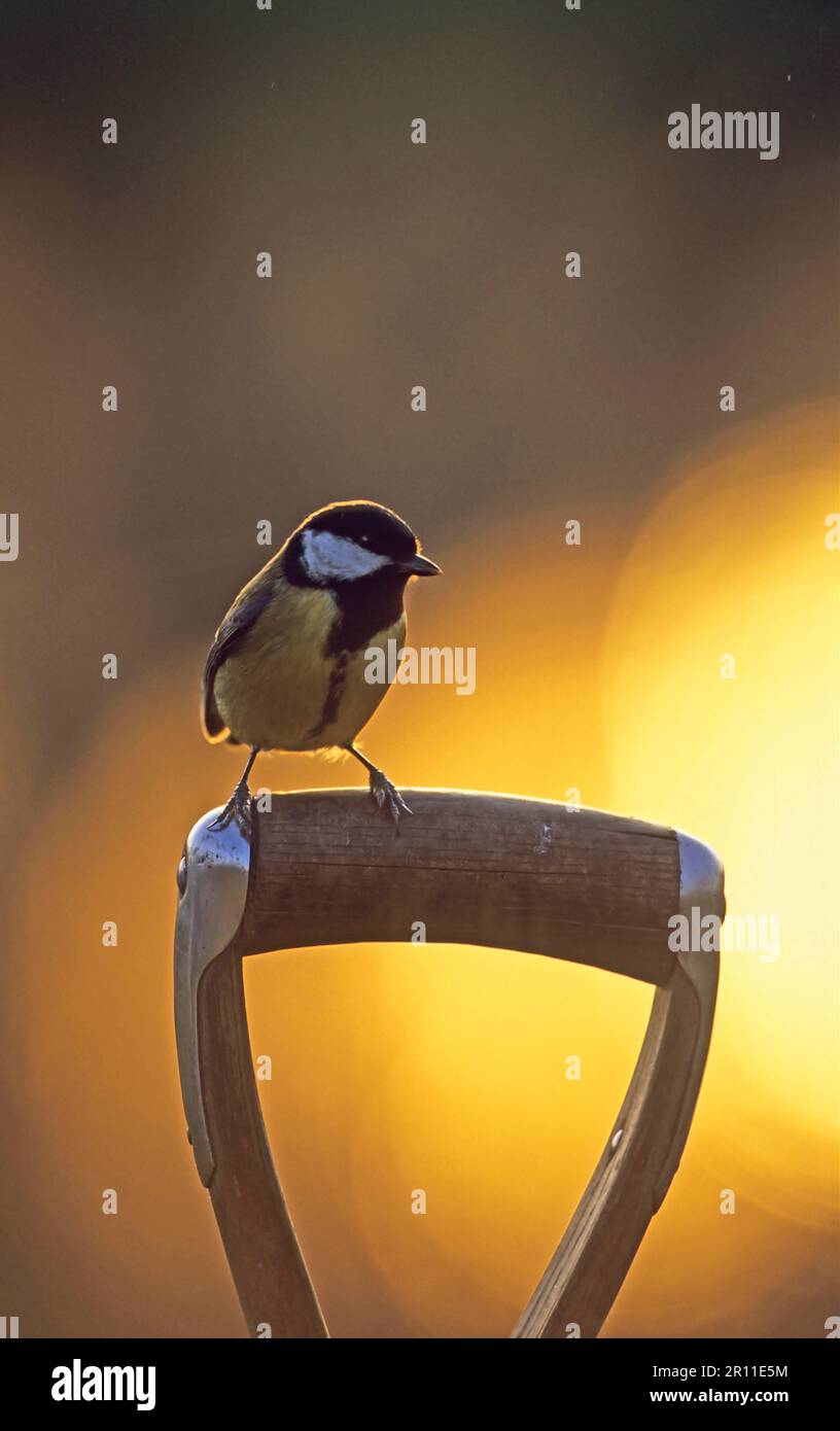 Grande dîme (Parus Major) adulte, assis sur une poignée d'outil dans le jardin au coucher du soleil, Angleterre, hiver Banque D'Images