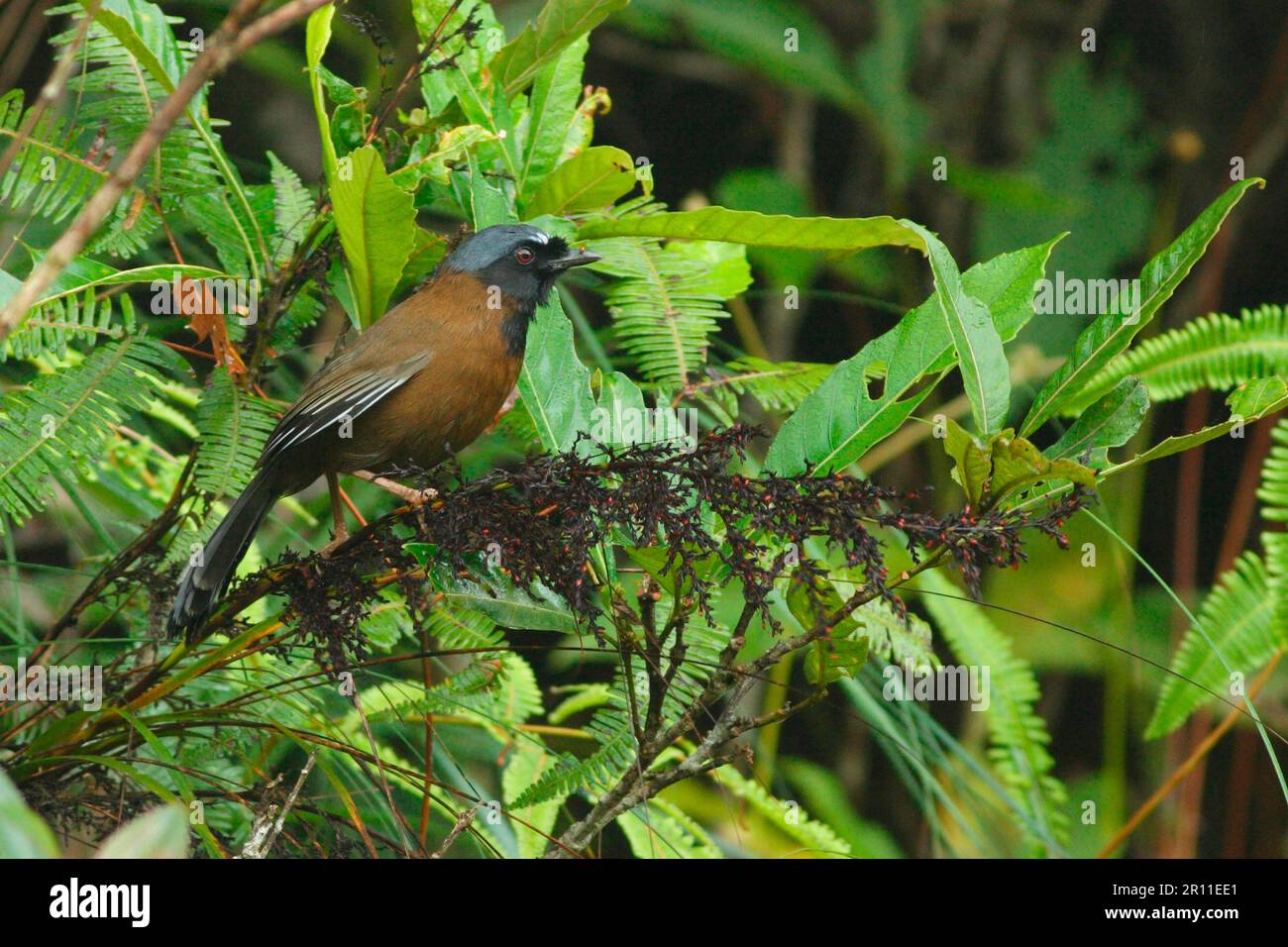 Geai à oreilles blanches, geai à oreilles blanches, geai à oreilles blanches, corvidés, oiseaux chanteurs, Animaux, oiseaux, Laughingthrush à gorge noire (Garrulax chinensis monachus) Banque D'Images