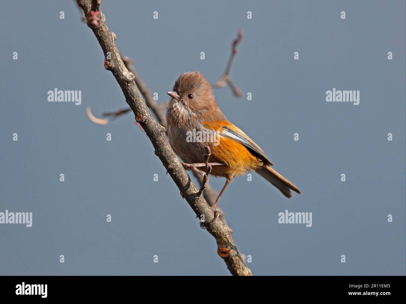 Fulvetta adulte (Alcippe ludlowi) avec larynx brun, assise sur une branche, sous le col Sella, Arunachal Pradesh, Inde Banque D'Images