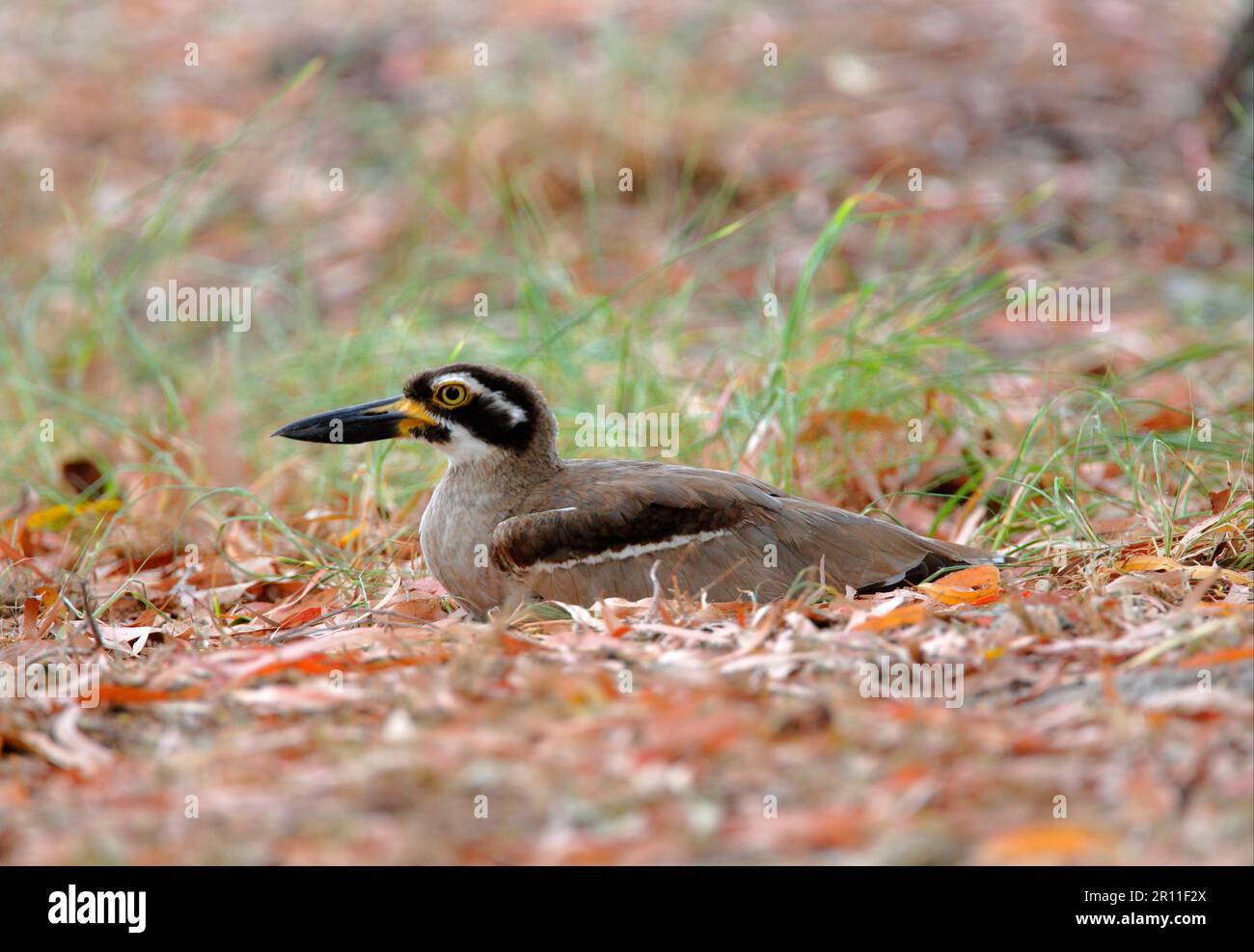 Plage en pierre-curlew (Esacus giganteus) adulte, assis au sol, Great Sandy N. P. Queensland, Australie Banque D'Images