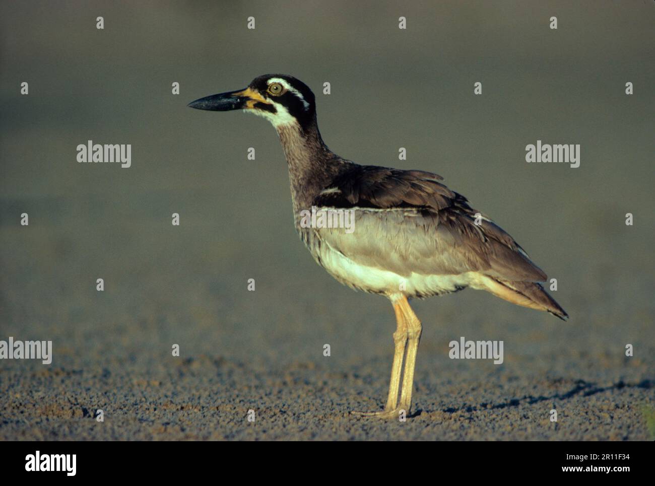 Plage en pierre-curlew (Esacus giganteus) adulte, lumière du soir, Australie Banque D'Images