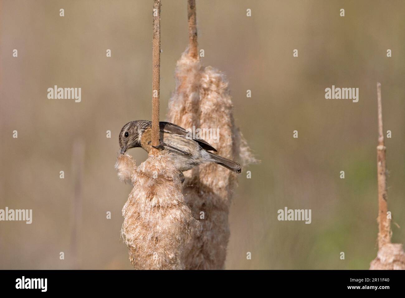 Saxicola torquatusniolan Stonechat, Stonechat, oiseaux chanteurs, animaux, oiseaux, Mastonechat africain commun (Saxicola torquata) adulte femelle, collectant Banque D'Images