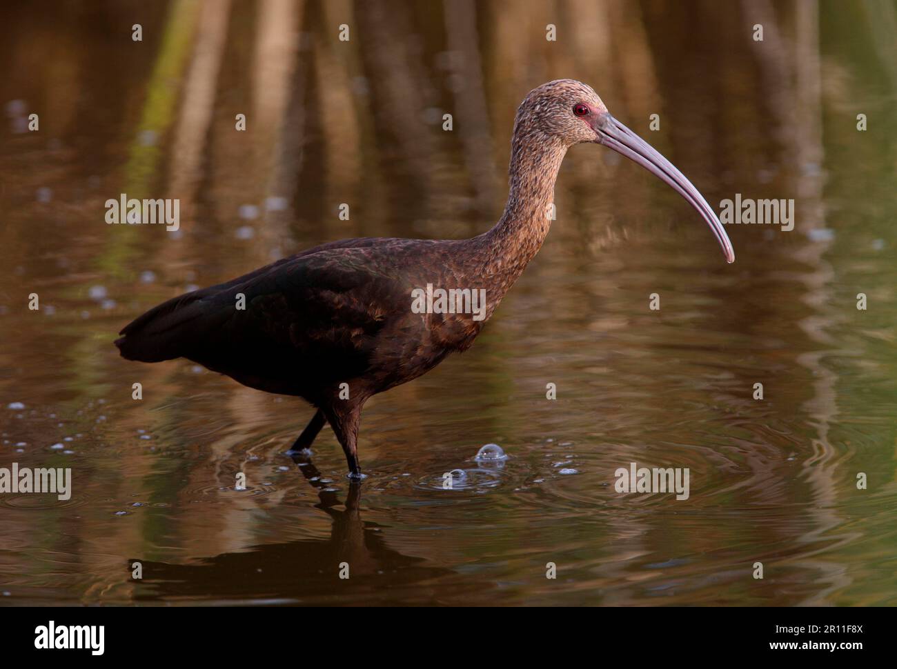 Ibis (Plegadis chihi) à face blanche immature, barbotage dans l'eau d'une piscine peu profonde, province de Buenos Aires, Argentine Banque D'Images