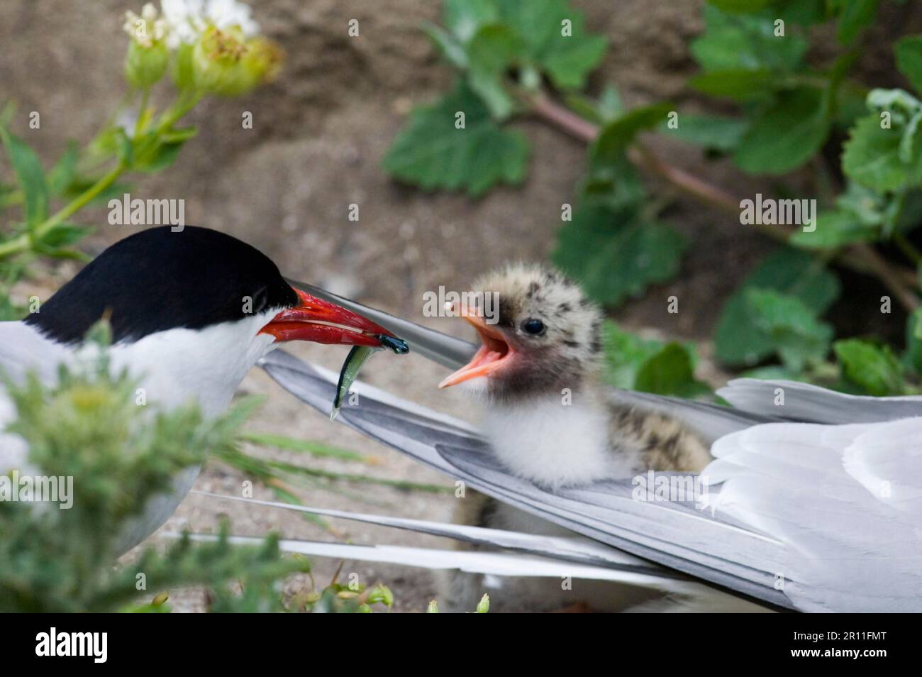 Sternes arctiques (Sterna paradisea) sternes, animaux, oiseaux, sternes arctiques adultes, nourrissant des poissons à la poussette, fougères intérieures, îles Farne, Northumberland, Angleterre Banque D'Images