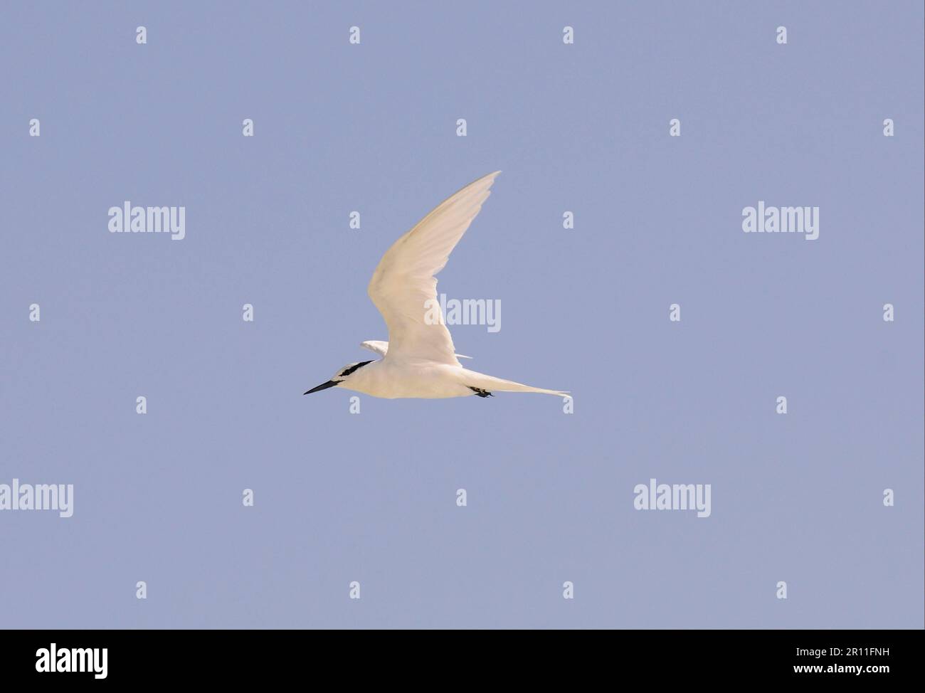 Sterne à nappas noir (Sterna sumatrana), Sterne à nappas noir, sterne, animaux, oiseaux, Noir-naped noir-naped personne adulte, en vol, Maldives Banque D'Images