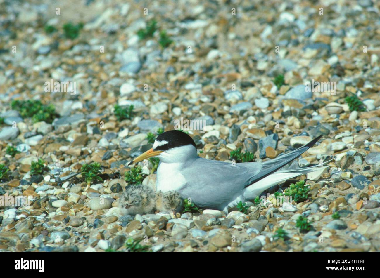 Petite Sterne, petite sterne (Sterna albifrons), Sterne, animaux, oiseaux, petite sterne adulte au nid avec poussins, sur bardeaux (S) Banque D'Images