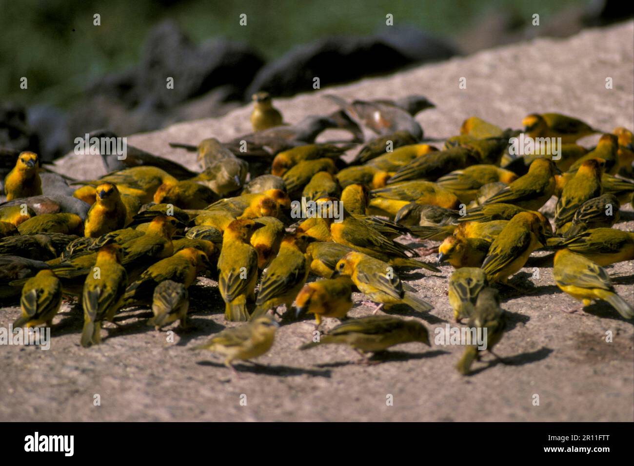 Taveta weaver (Ploceus castaneiceps) alimentation en grand groupe sur le mur Banque D'Images