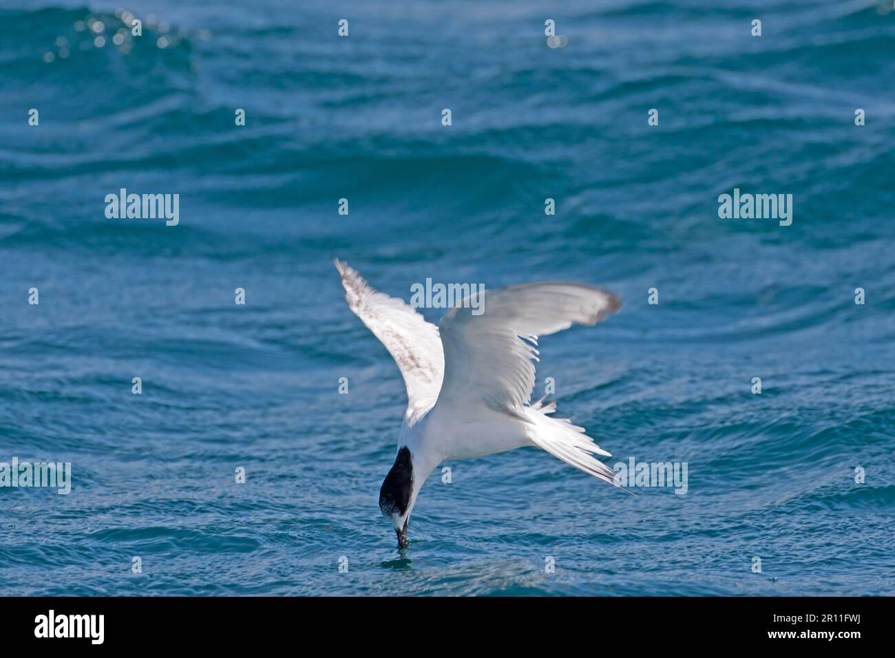 Sterne à front blanc (Sterna striata) immature, en vol au-dessus de la mer, se nourrissant de la surface de l'eau, Nouvelle-Zélande Banque D'Images