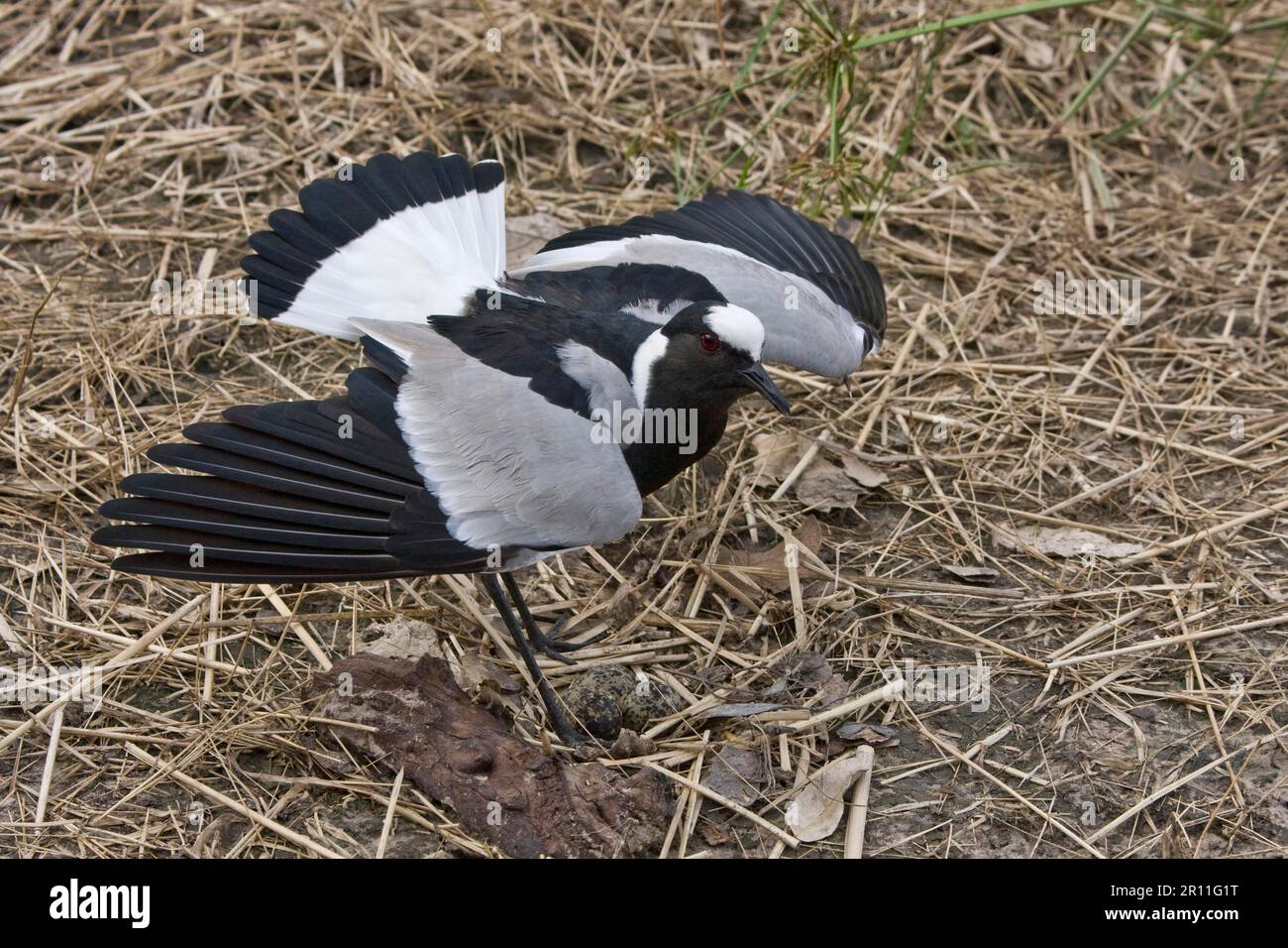 Lamain de forgeron, lamain de canon, lamain de forgeron, lamain de canon, lamain de canon, Animaux, oiseaux, échassiers, pluvier de Black smith au nid, distraction Banque D'Images