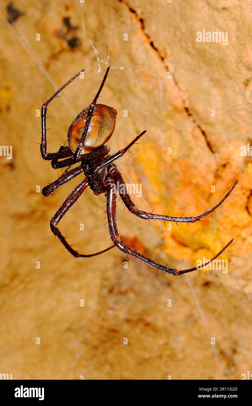 Autres animaux, araignées, Arachnides, animaux, araignées à streptocoques, Araignée Cave (Meta bourneti) adulte, sur le web dans la grotte, Italie Banque D'Images
