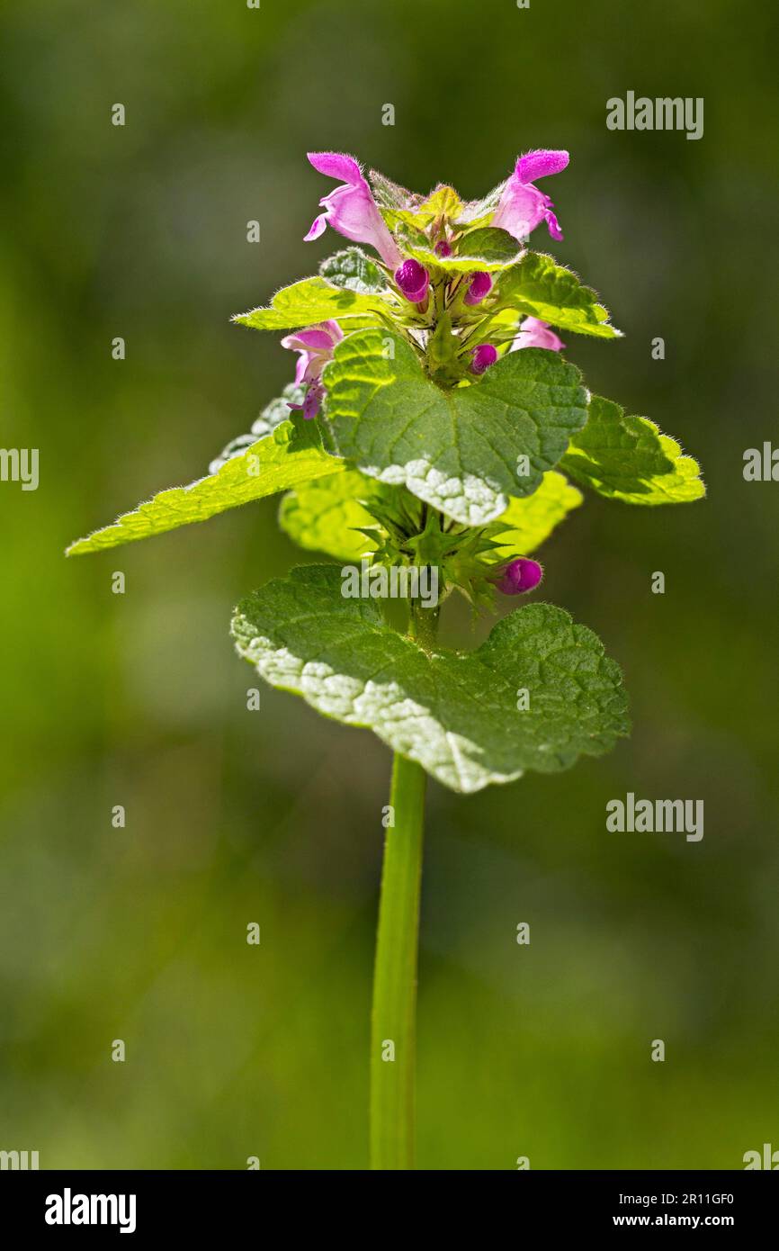 Ortie morte rouge, ortie morte pourpre, ortie morte, ortie morte pourpre, ortie morte pourpre, Archange rouge, Nettle rouge mort, Deadnettle rouge (Lamium Banque D'Images