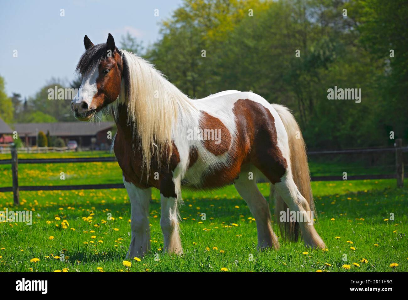 Tinker Horse, glace de Tinker irlandaise Banque D'Images